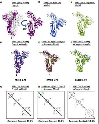 Structural Comparison of the SARS CoV 2 Spike Protein Relative to Other Human-Infecting Coronaviruses